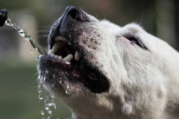 Can Dogs Drink Cold Water? Safety Tips for Pet Owners