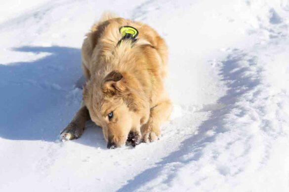 Can Dogs Get Sick From Eating Snow