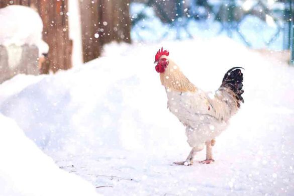 Discover essential tips for caring for chickens in snow. Learn how to keep your backyard flock safe, warm, and healthy during winter's chilly embrace.