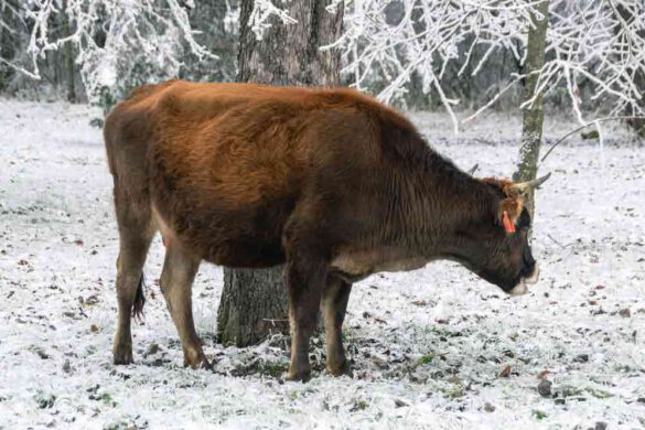 Do Cows Get Cold In The Snow? Winter Farm Facts
