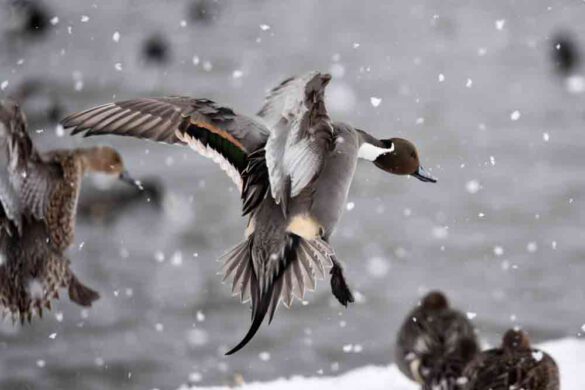 Do Ducks Fly In The Snow