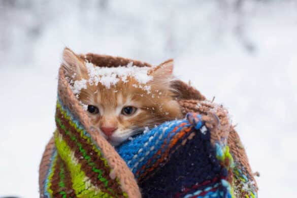 How Cold Is Too Cold for Cats? Temperature Guide