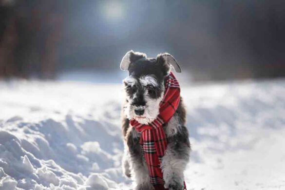 Pet Friendly Salt For Snow
