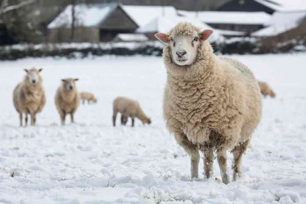 Sheep In Snow