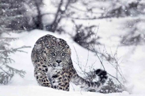 Snow Leopard Blue Sheep