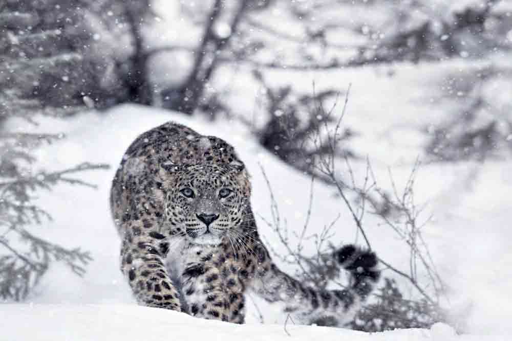 Snow Leopard Blue Sheep