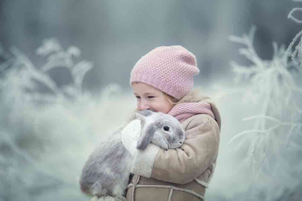 Snow Rabbit