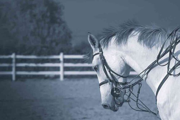 Wild Horse Snow