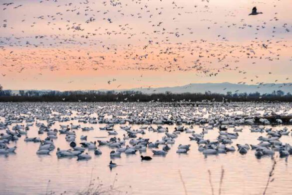 Snow Geese California