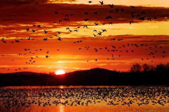 Snow Geese In Pa