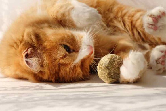 Catnip Effects: What Does It Do to Your Feline?