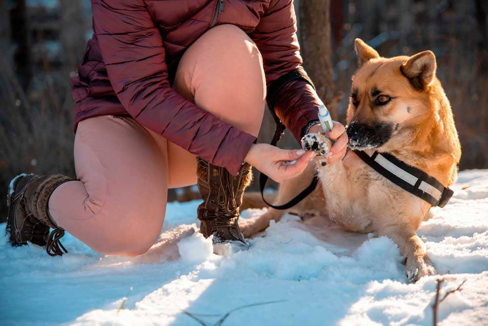 how cold is it, how cold is too cold for dogs, do dogs get cold,