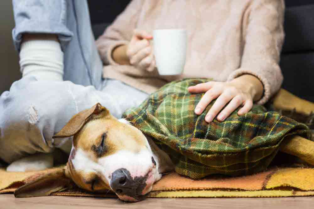 can dogs get sick from humans