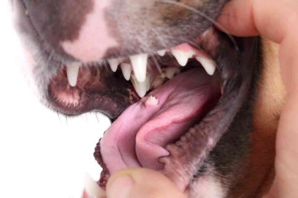 canine virus going around