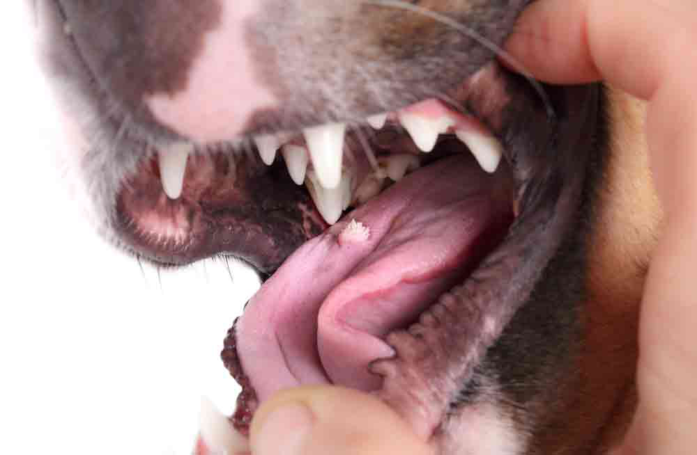 canine virus going around