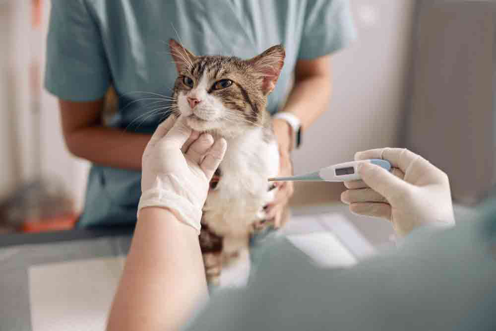 cat body temperature