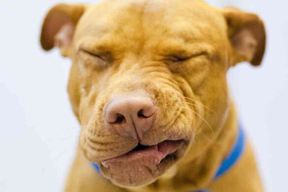 dog congestion