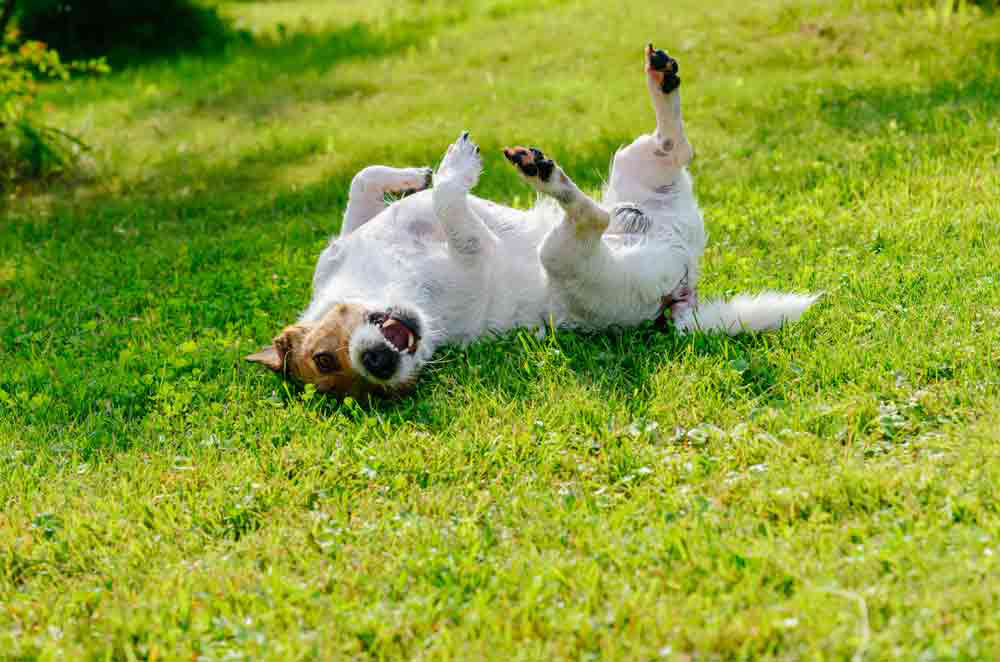 dog infections