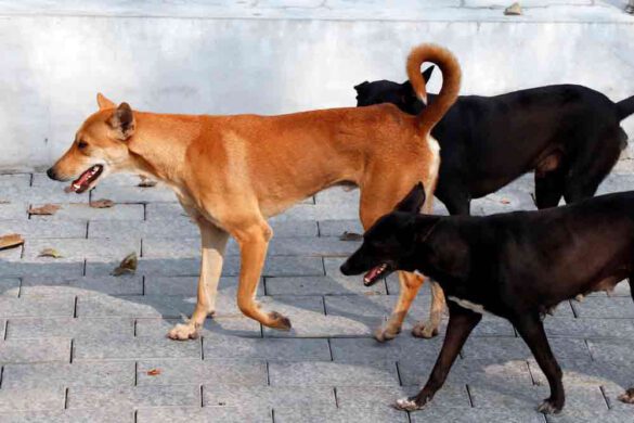 dog virus going around