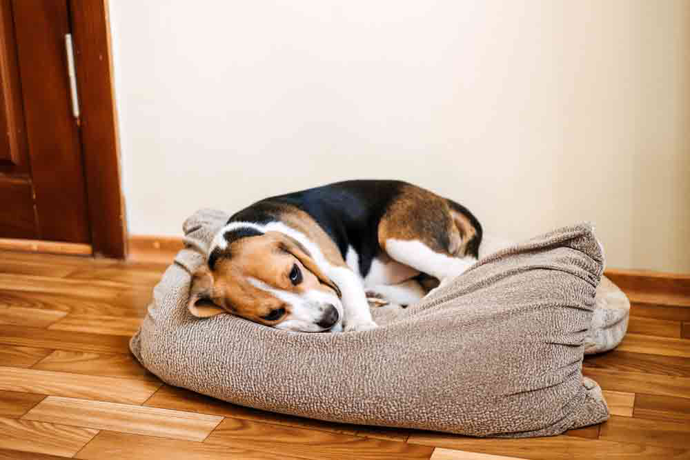 dogs sickness