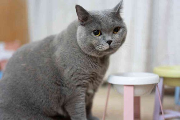 how hot is too hot for cats