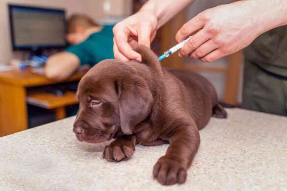 k9 influenza vaccine