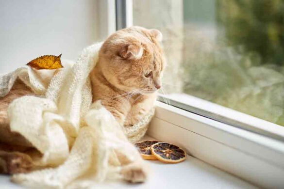 Discover the perfect outdoor cat house to keep your feline friend safe and comfortable year-round. Explore durable, weatherproof options for every budget and need.